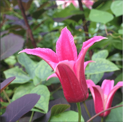 The Impatient Gardener 2-minute garden tour