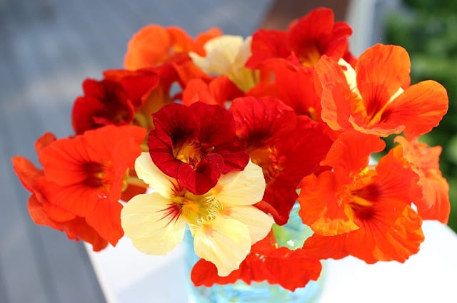 The Garden Appreciation Society -- The Impatient Gardener -- nasturtiums