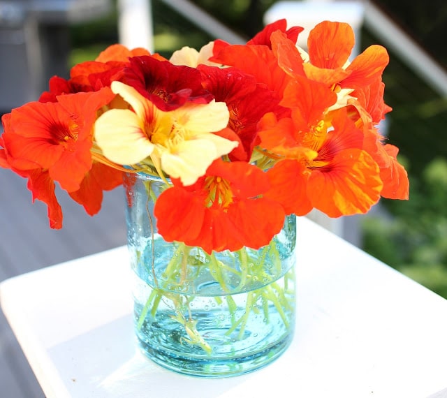 The Garden Appreciation Society -- The Impatient Gardener -- nasturtiums