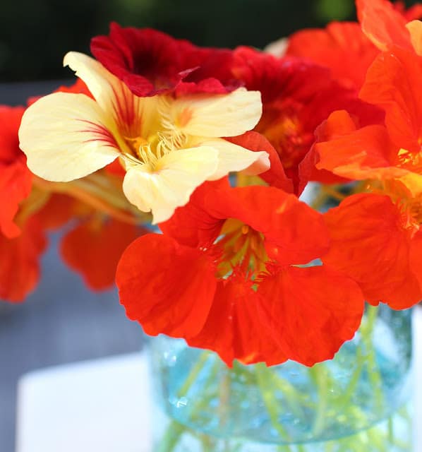 The Garden Appreciation Society -- The Impatient Gardener -- nasturtiums