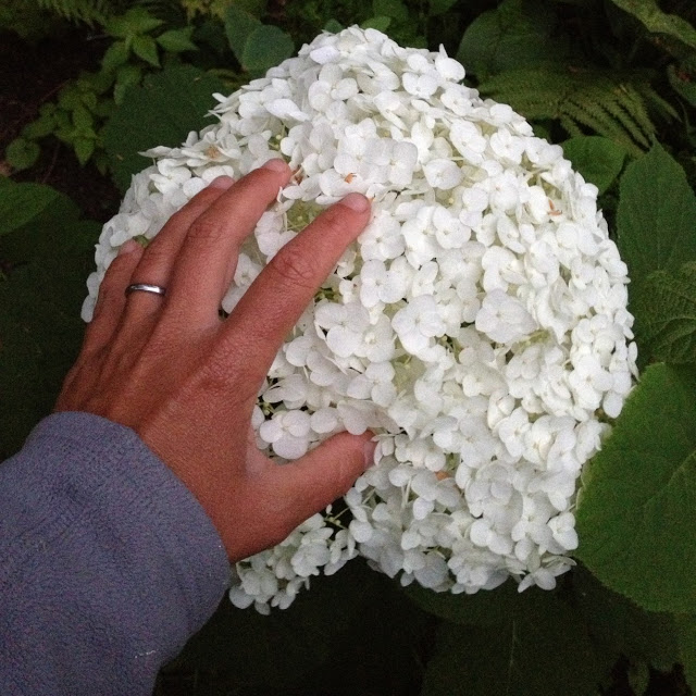 Plant toucher -- The Impatient Gardener