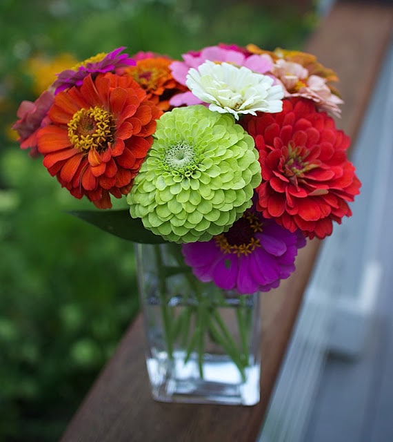 The Impatient Gardener -- The Garden Appreciation Society -- zinnias