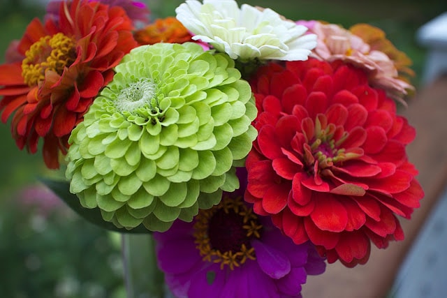 The Impatient Gardener -- The Garden Appreciation Society -- zinnias