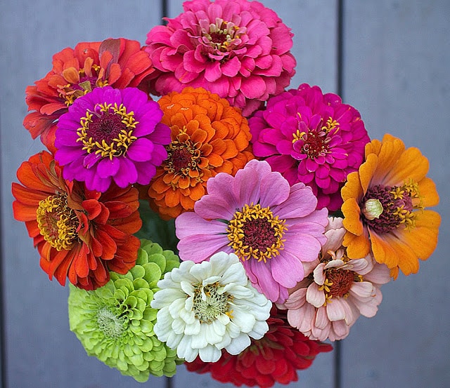 The Impatient Gardener -- The Garden Appreciation Society -- zinnias