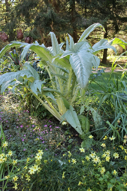 The Impatient GArdener -- cardoon