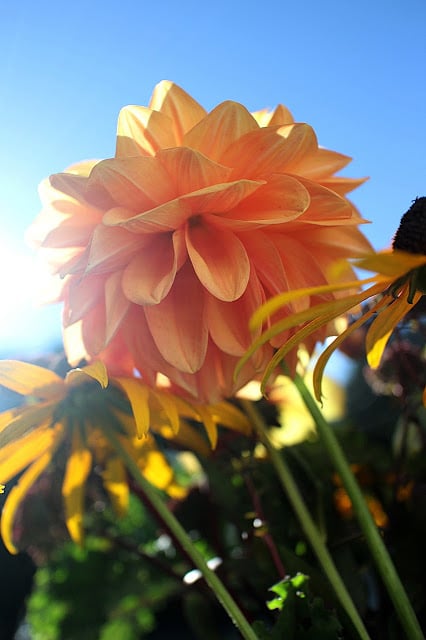 The Impatient Gardener -- The Garden Appreciation Society