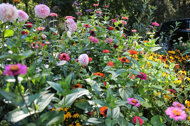 The Impatient Gardener -- a sea of zinnias