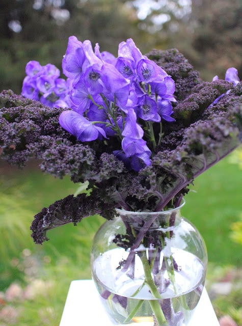 The Impatient Gardener -- The Garden Appreciation Society -- Monkshood and kale