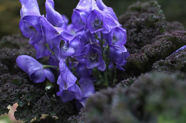 The Impatient Gardener -- The Garden Appreciation Society -- Monkshood and kale