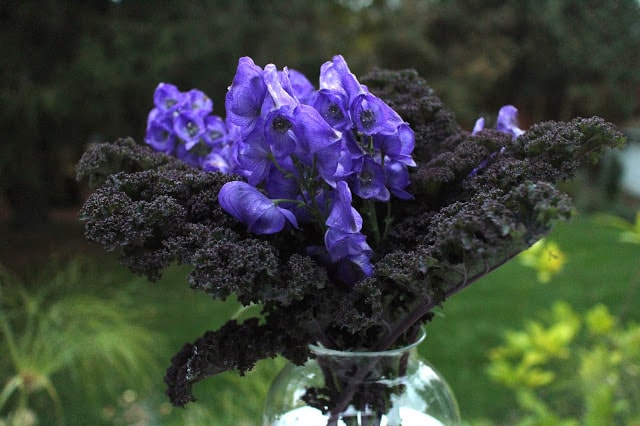 The Impatient Gardener -- The Garden Appreciation Society -- Monkshood and kale