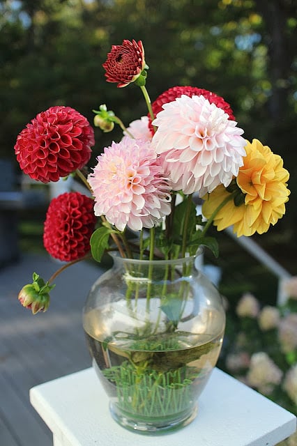 The Garden Appreciation Society-- The Impatient Gardener -- dahlias