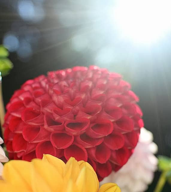 The Garden Appreciation Society-- The Impatient Gardener -- dahlias