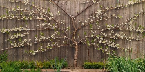 Skinny trees for sunny spots | The Impatient Gardener