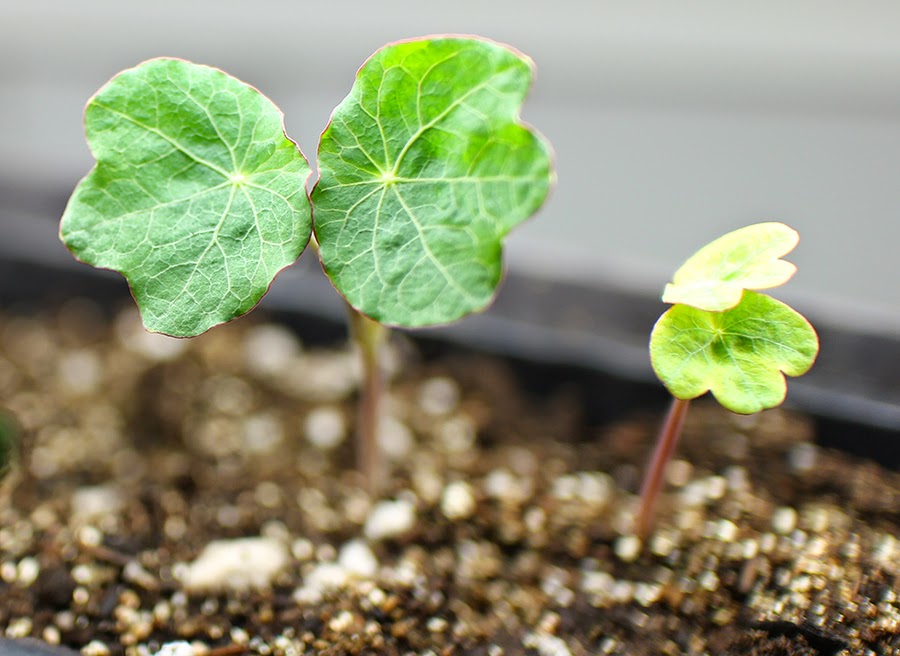 Seed starting