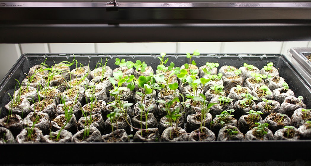 COMBATING COLD WITH INDOOR SEED Impatient Gardener