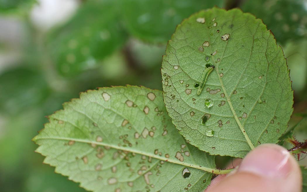 sawfly larvae on roses