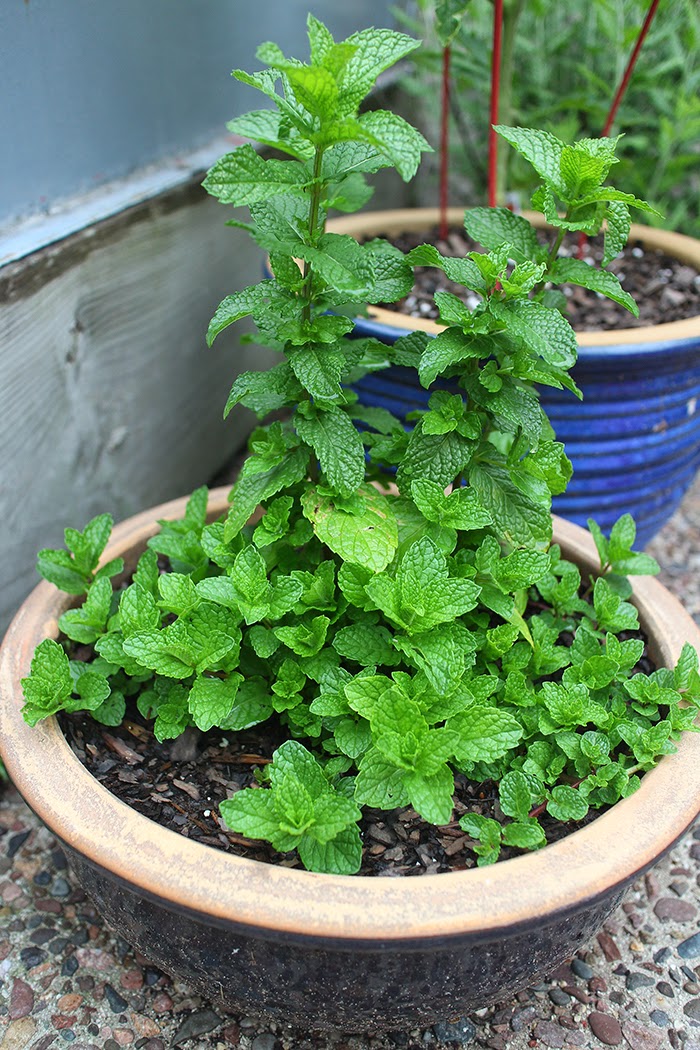 How to Plant and Grow Mint