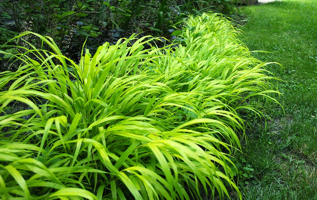 Hakonechloa: A perennial I wouldn't be without