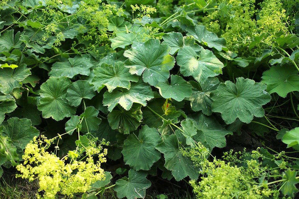 Lady's Mantle: A perennial I wouldn't be without