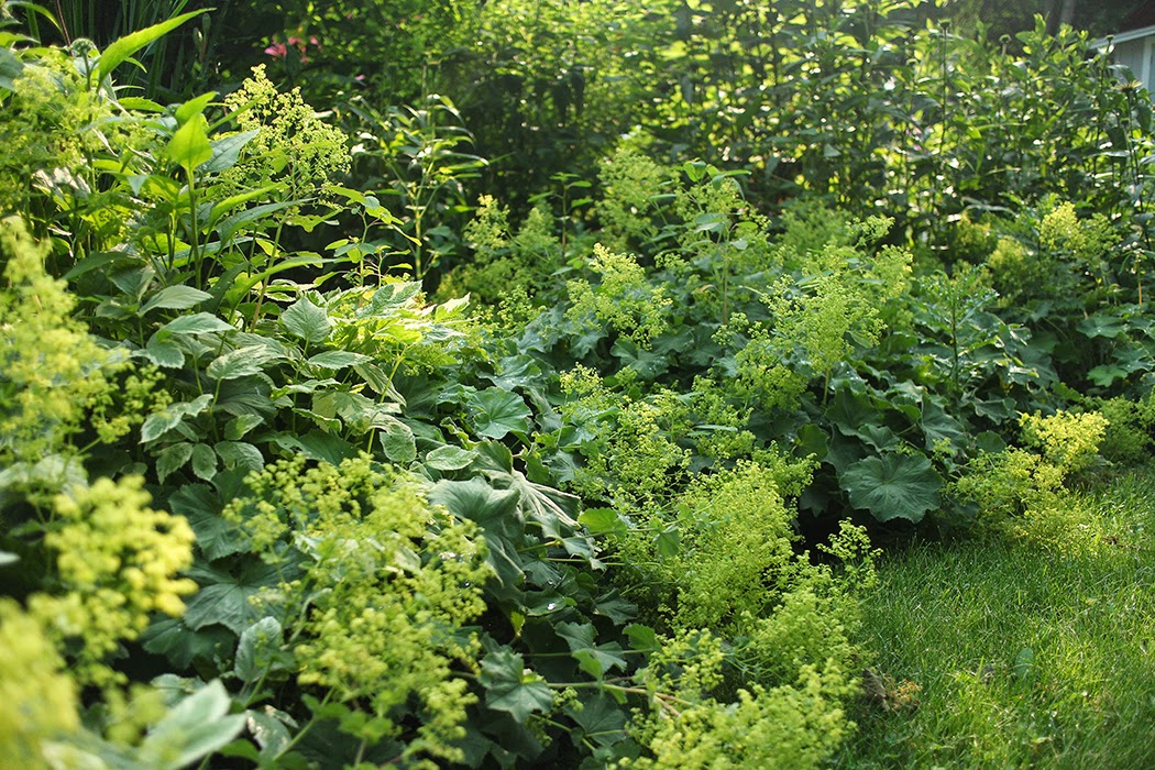 Image of Hostas and lady's mantle