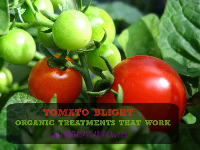 http://northcoastgardening.com/2015/05/tomato-blight/