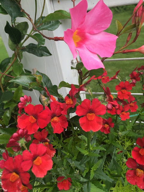 mandevilla and diascia