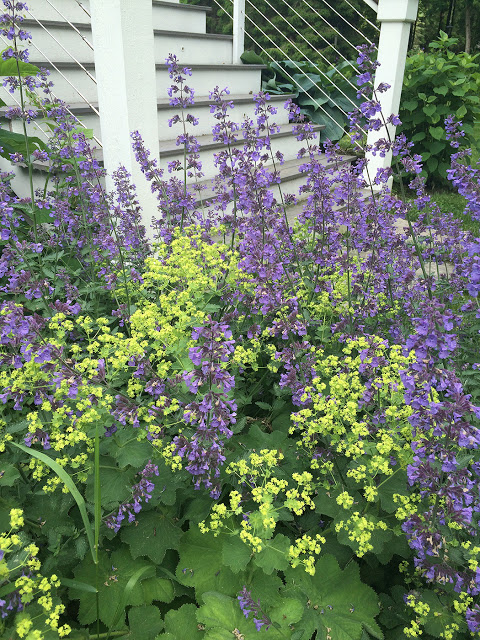 lady's mantle and nepeta comingling