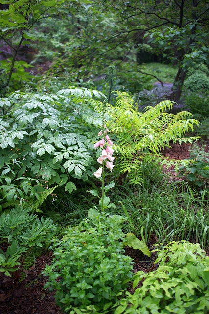 lone foxglove