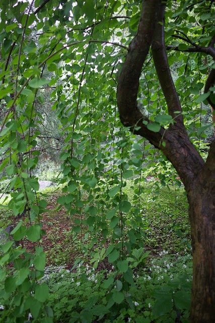 japanese katsura tree