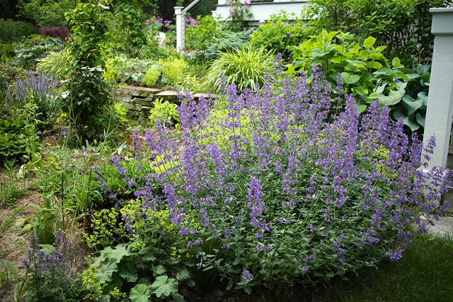 nepeta and lady's mantle