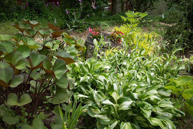 Tilt-a-whirl hosta and ligularia