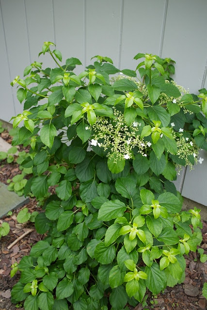 Climbing hydrangea