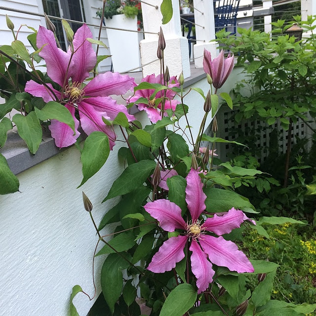 clematis