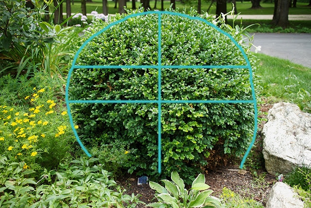 How to prune a meatball boxwood