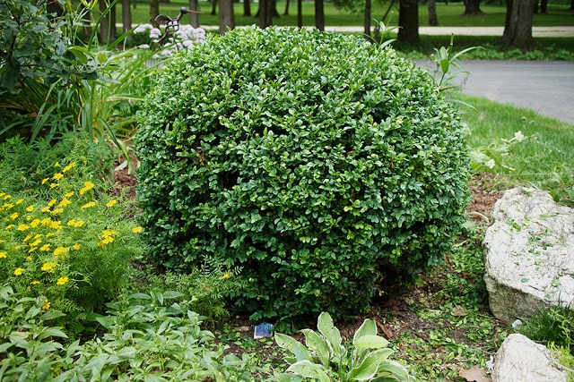 How to prune a meatball boxwood