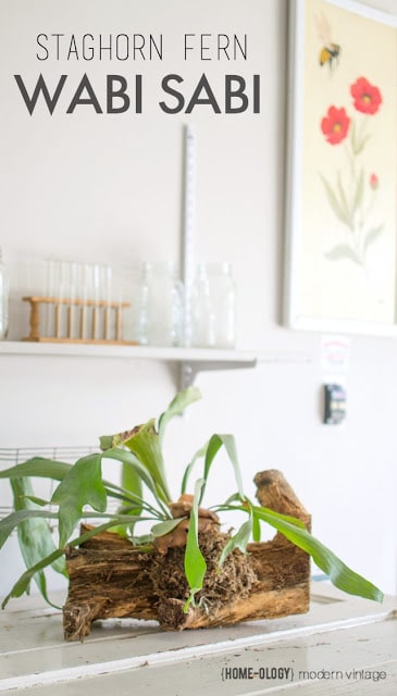 http://www.homeologymodernvintage.com/wabi-sabi-mounted-staghorn-fern/