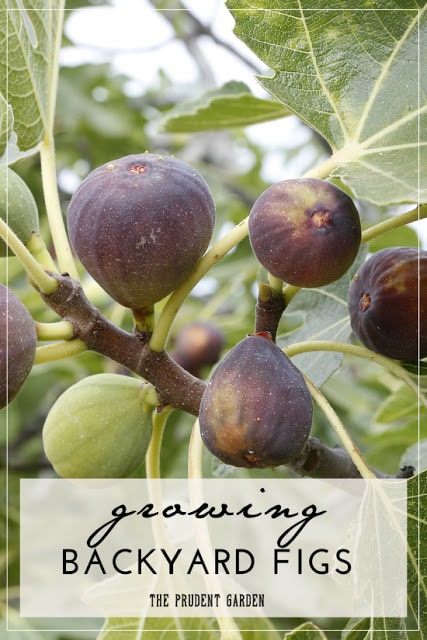 http://theprudentgarden.com/growing-backyard-figs/