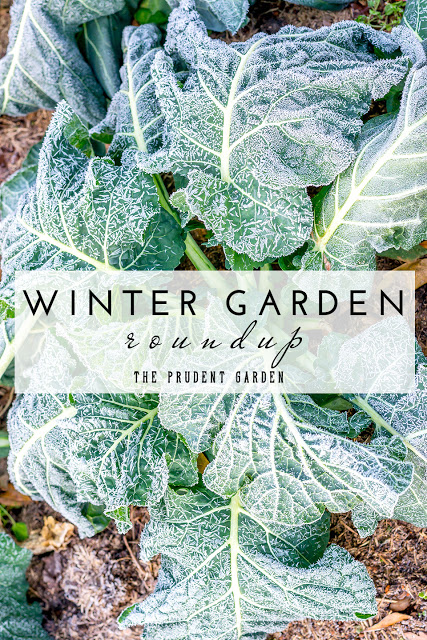 http://theprudentgarden.com/winter-garden-roundup/