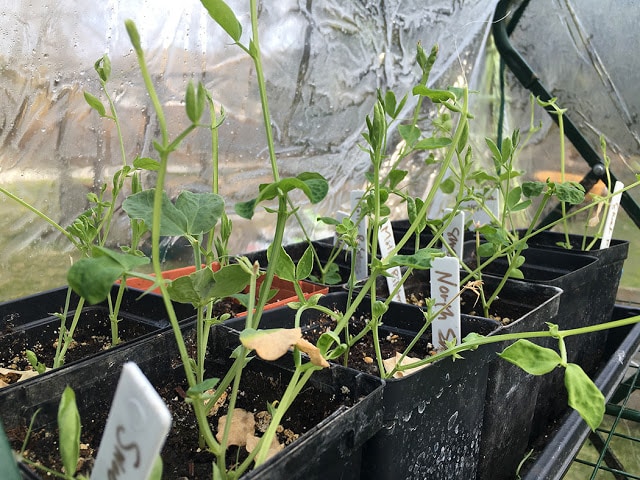 sweet pea seedlings