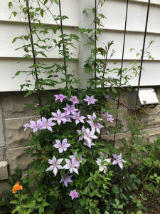 'Sugar Sweet Blue' clematis