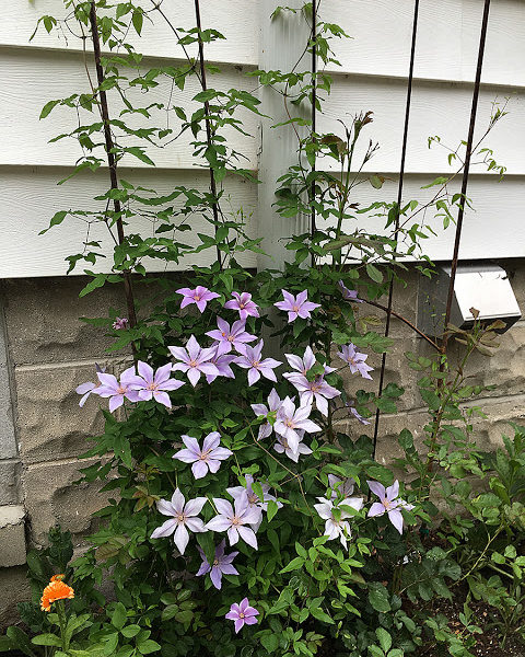 'Sugar Sweet Blue' clematis