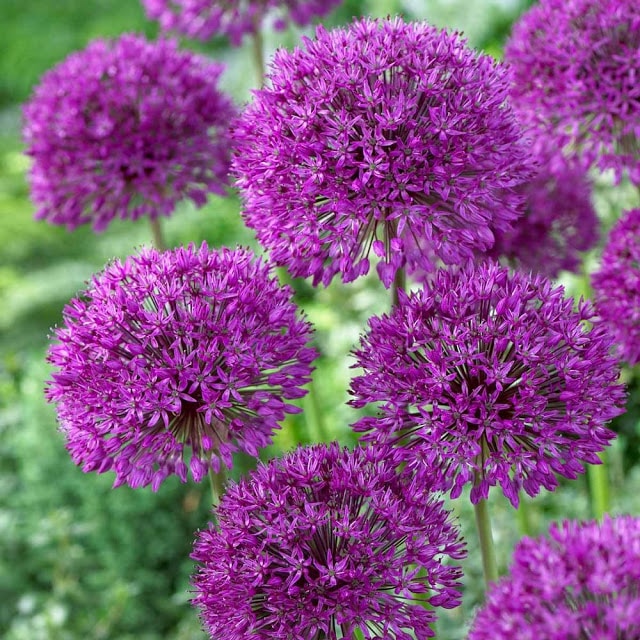 THE ALMIGHTY ALLIUM + A GIVEAWAY | The Impatient Gardener