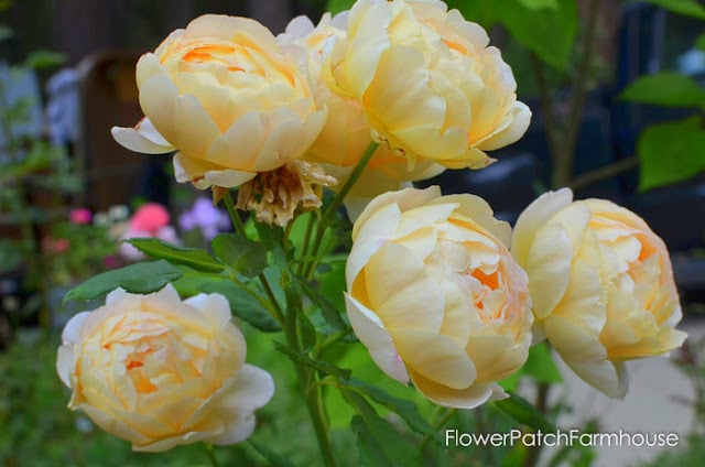 http://www.flowerpatchfarmhouse.com/ten-rose-care-myths-debunked/