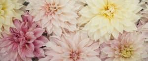 cafe au lait dahlias in various colors