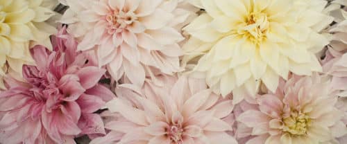 cafe au lait dahlias in various colors