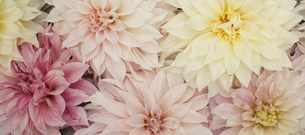 cafe au lait dahlias in various colors