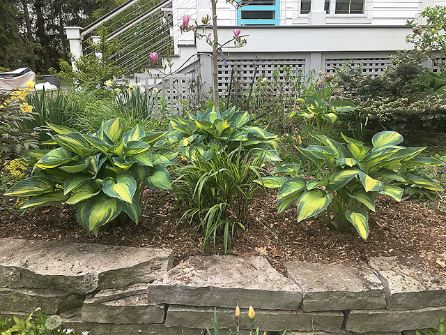 'June' hosta with 'Stripe it Rich' Hakonechloa after dividing