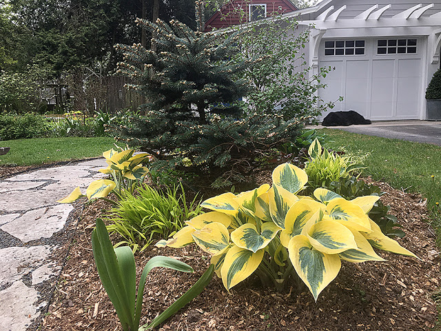 'Autumn Frost' hosta after moving