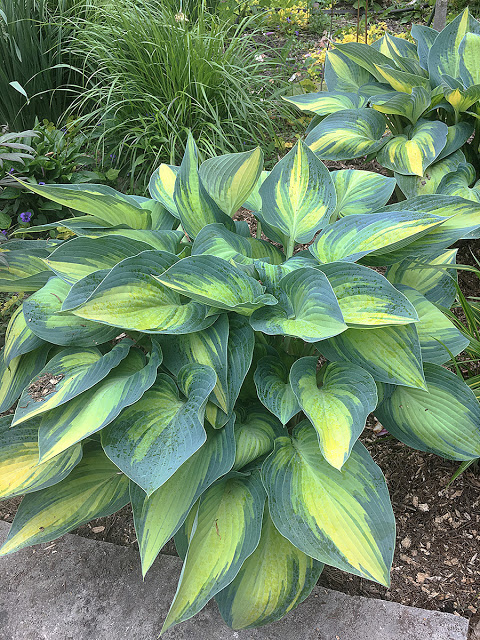 'June' hosta