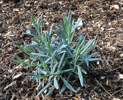 'Phenomenal' lavender